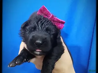 German Shepherd dogs Cotton Candy - Ad 23