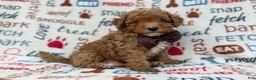 Cavapoo dogs for sale: Adam - Ad 5