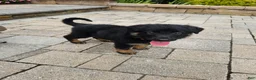 German Shepherd dogs for sale: Cassie - Ad 6