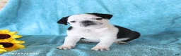 Pug dogs for sale: Sprinkle - Ad 5