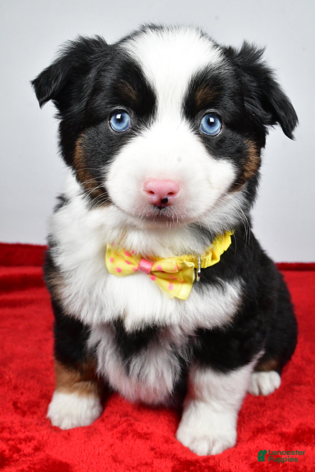 Miniature Australian Shepherd dogs for sale: Rick - Ad 3