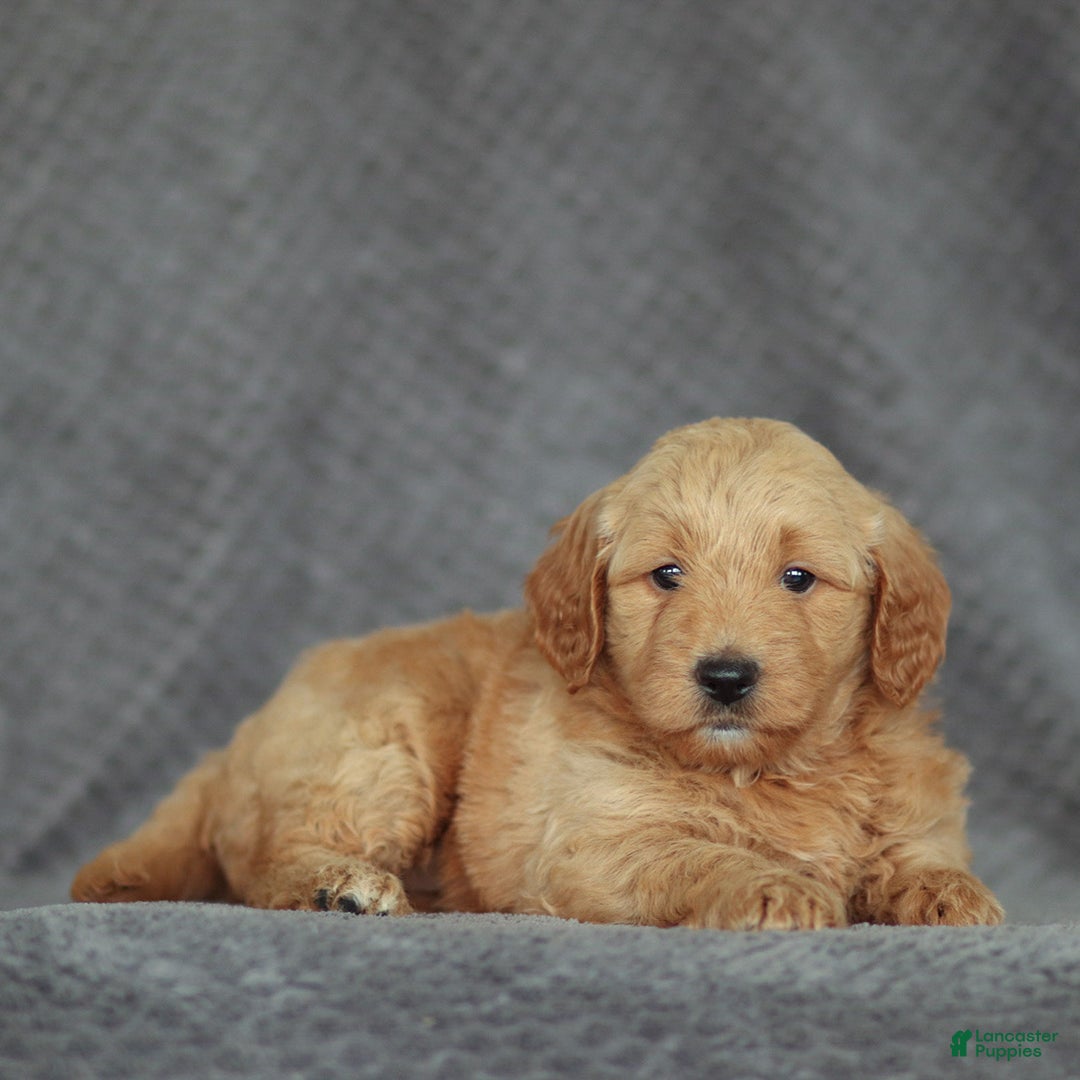 Mini Goldendoodle dogs for sale: Ruth - Ad 2