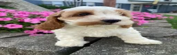 Mixed Breed dogs for sale: Ruby - Ad 7