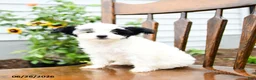 Yorkiepoo dogs for sale: Lilac  - Ad 3