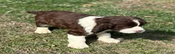 English Springer Spaniel dogs for sale: Bruno - Ad 2