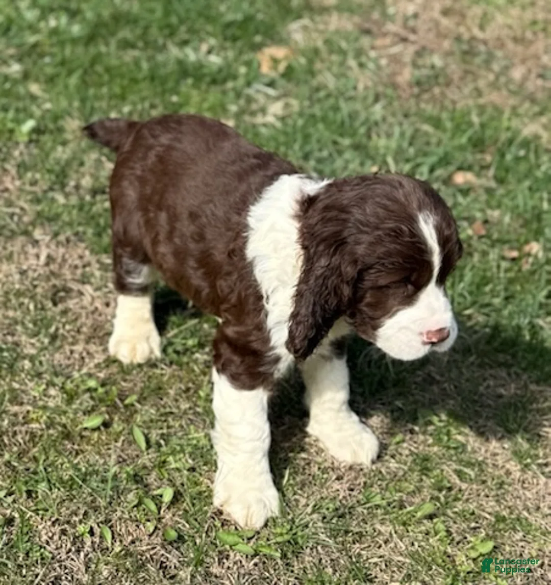 English Springer Spaniel dogs for sale: Bruno - Ad 2