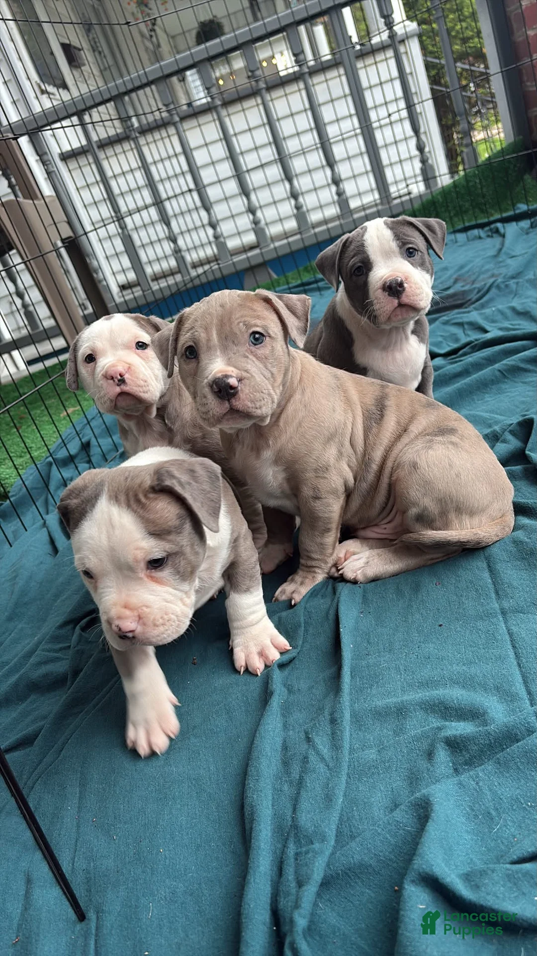 American Bully dogs for sale: American Bully Puppy 2 - Ad 2