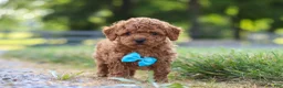 Cavapoo dogs for sale: Nash - Ad 4