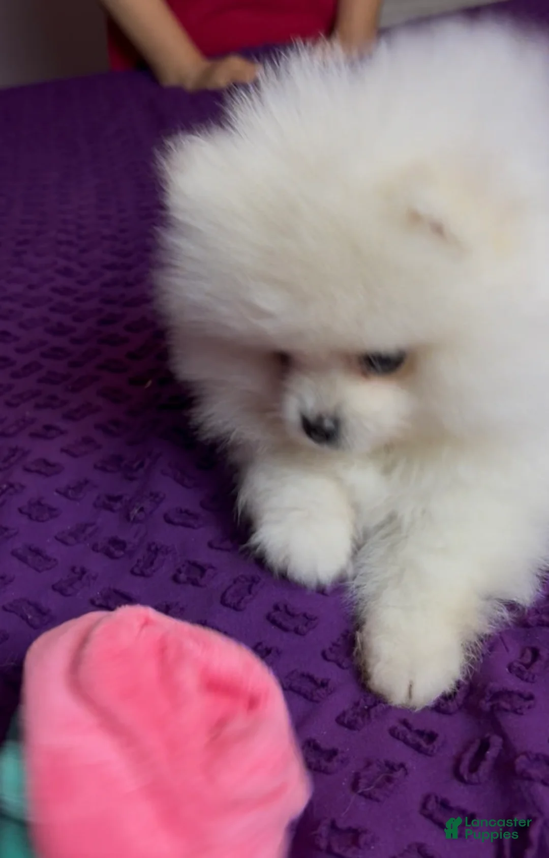 Pomeranian dogs for sale: Mojito - Ad 5