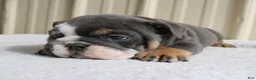 English Bulldog dogs for sale: Bailey  - Ad 9