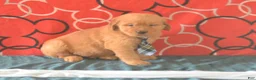 Golden Retriever dogs for sale: David - Ad 2