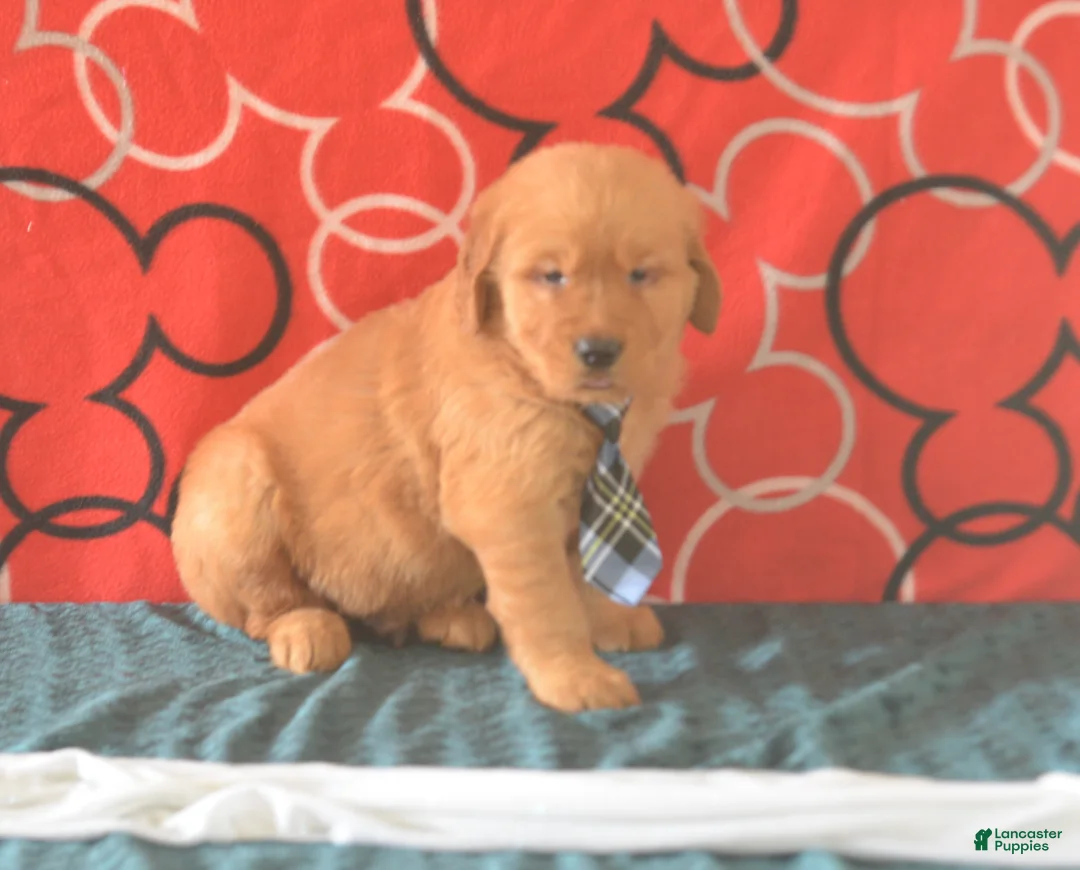 Golden Retriever dogs for sale: David - Ad 2