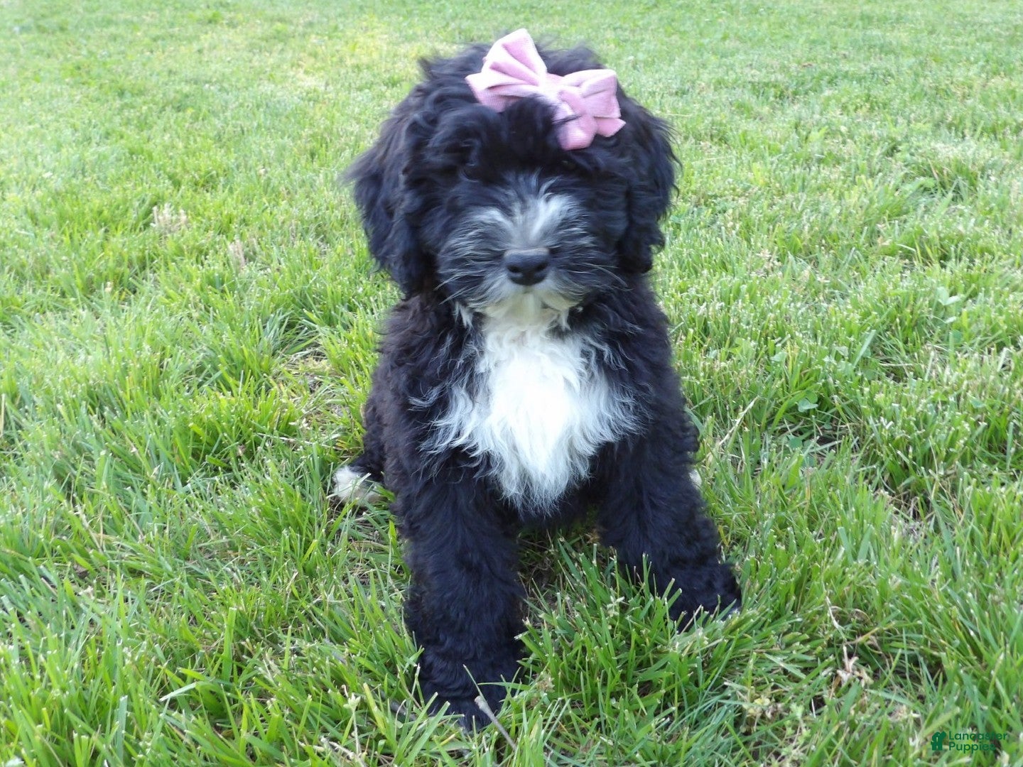 Bernedoodle dogs Rosy - Ad 2