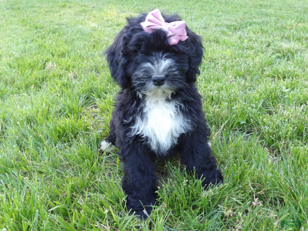 Bernedoodle dogs for sale: Rosy - Ad 2
