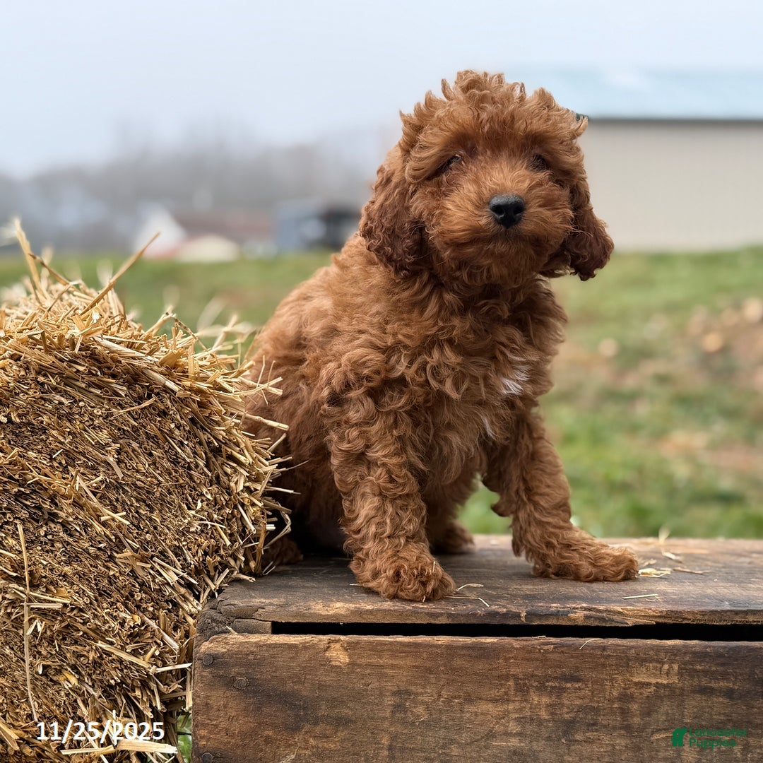 Irish Doodle dogs for sale: Fynn - Ad 2