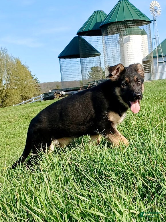 German Shepherd dogs Haven - Ad 2