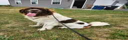 Newfoundland dogs for sale: Keira - Ad 2