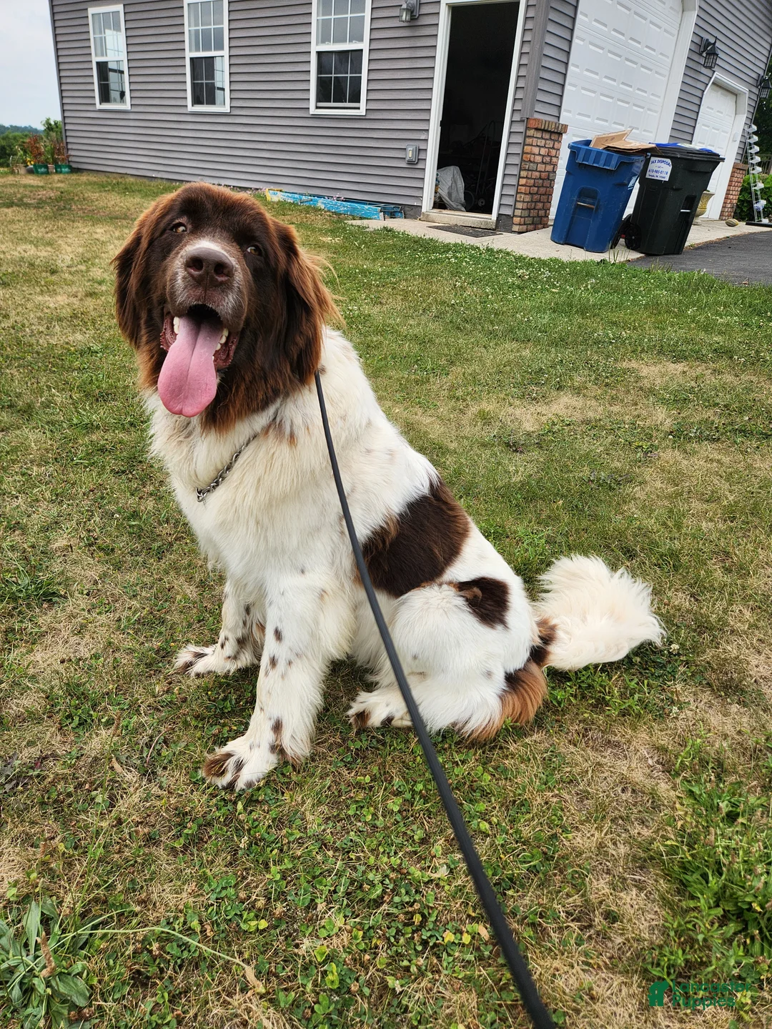 Newfoundland dogs for sale: Keira - Ad 2