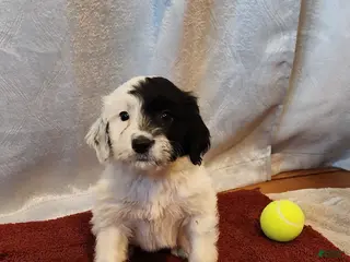 Portuguese Water Dog dogs Cliff - Ad 18