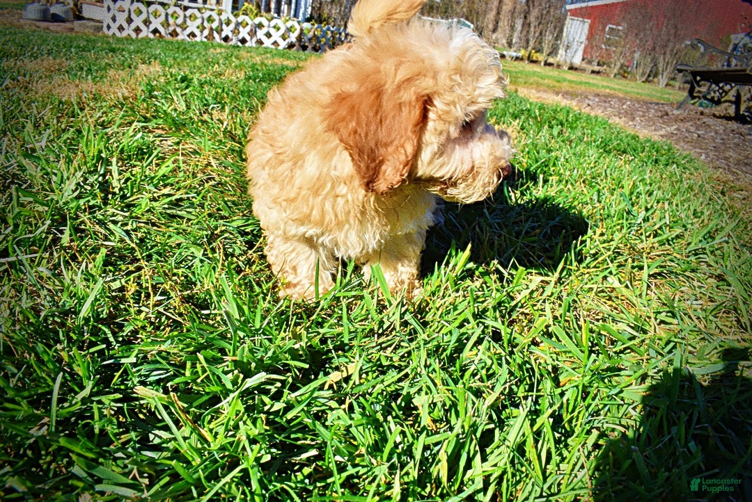 Havapoo dogs for sale: Ranger - Ad 11