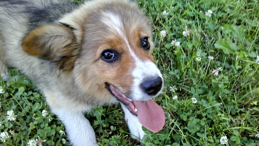 Australian Shepherd dogs for sale: Toby - Ad 2