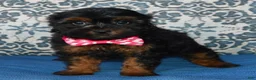 Shihpoo dogs for sale: Sunny - Ad 9
