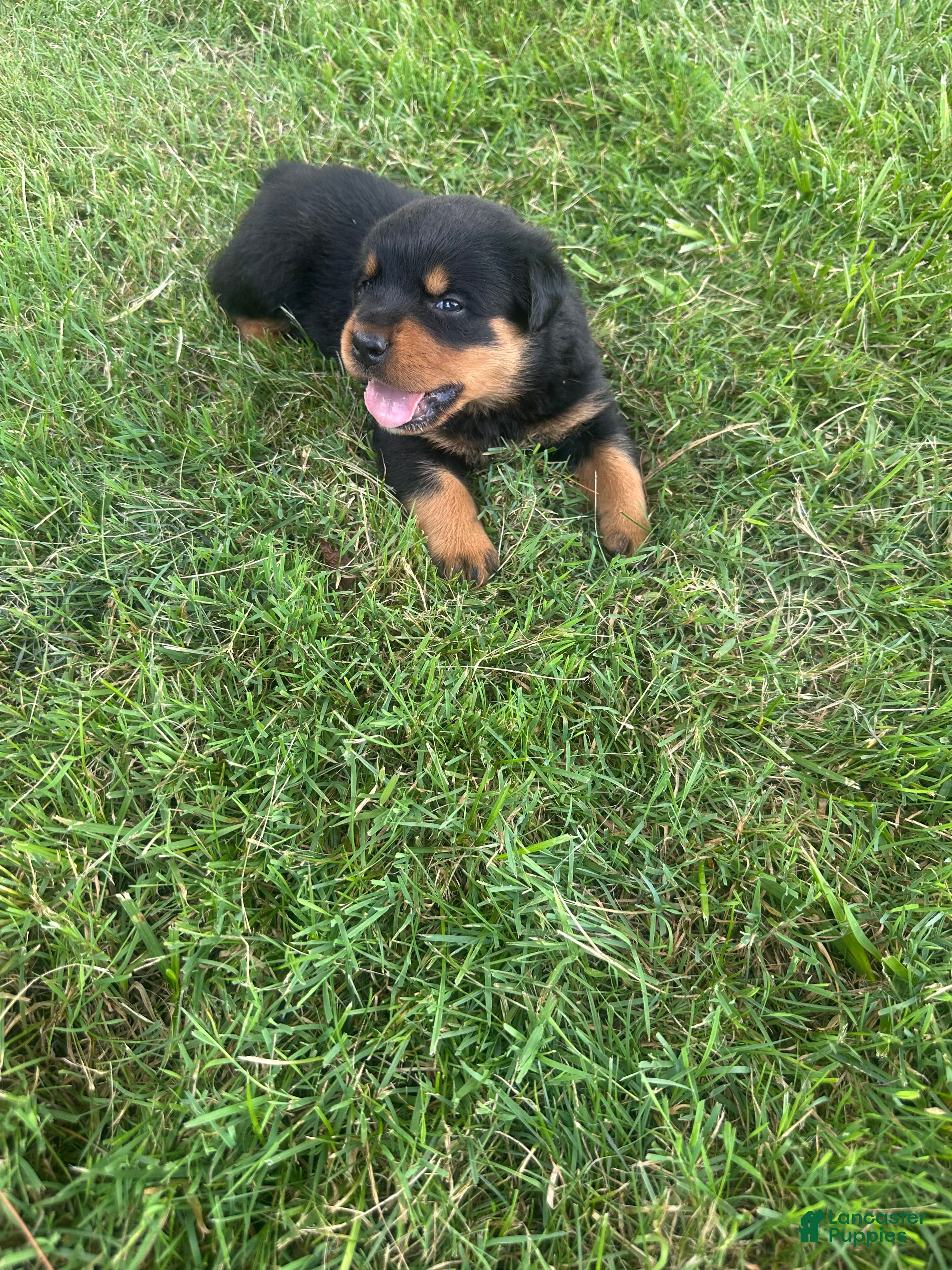 Rottweiler dogs Lainey - Ad 16