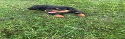 Rottweiler dogs for sale: Lainey - Ad 1