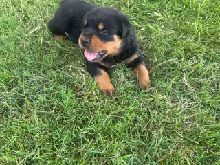 Rottweiler dogs Lainey - Ad 18