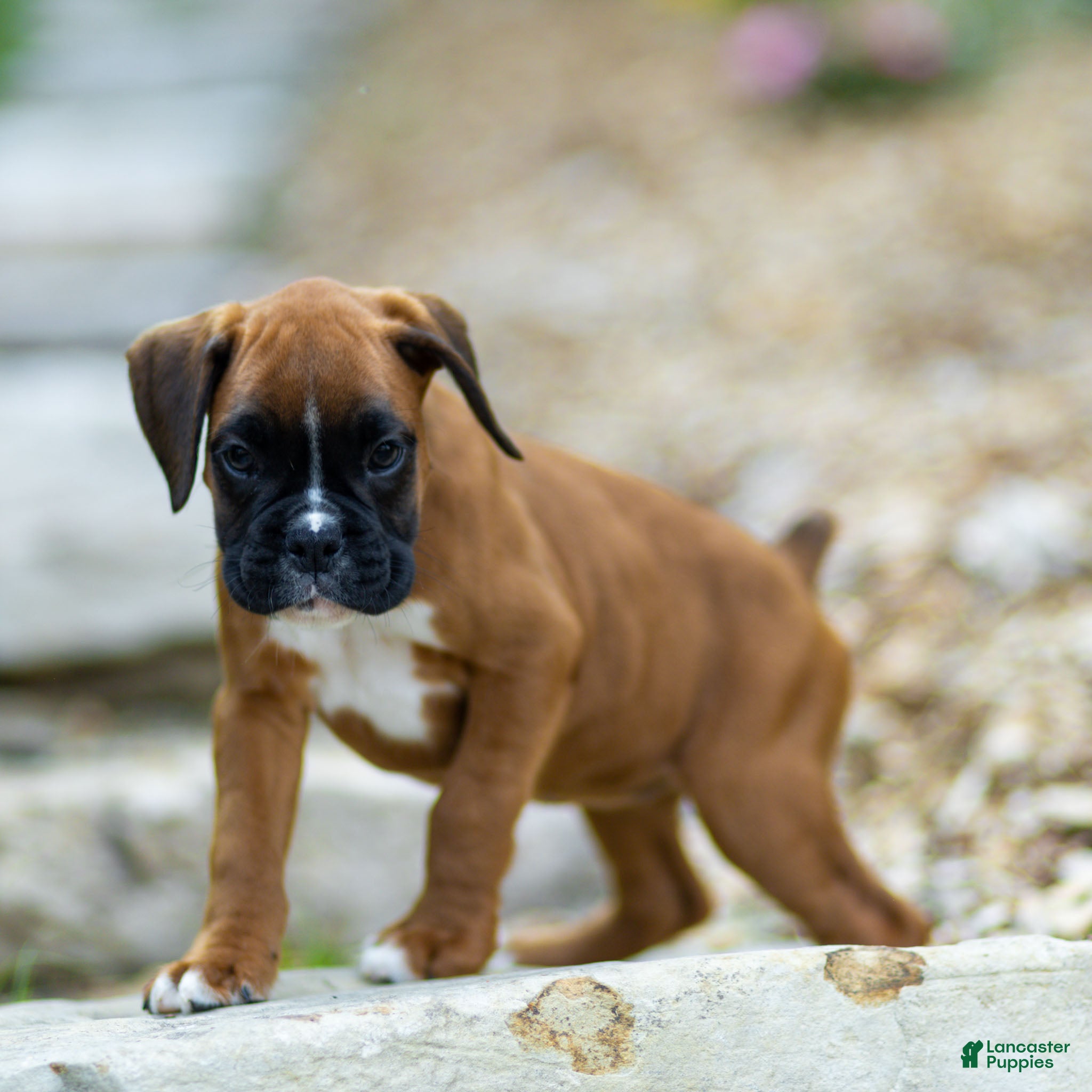 Boxer dogs Niki Boxer 4 - Ad 2