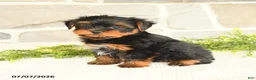 Yorkshire Terrier dogs for sale: Shawn  - Ad 1