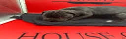 Cane Corso dogs for sale: Zara - Ad 3