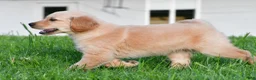 Golden Retriever dogs for sale: Lilly - Ad 4
