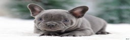 French Bulldog dogs for sale: Taffy - Ad 2