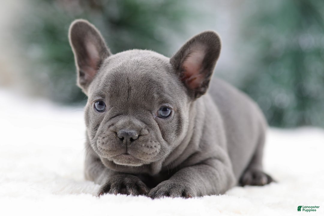 French Bulldog dogs for sale: Taffy - Ad 2