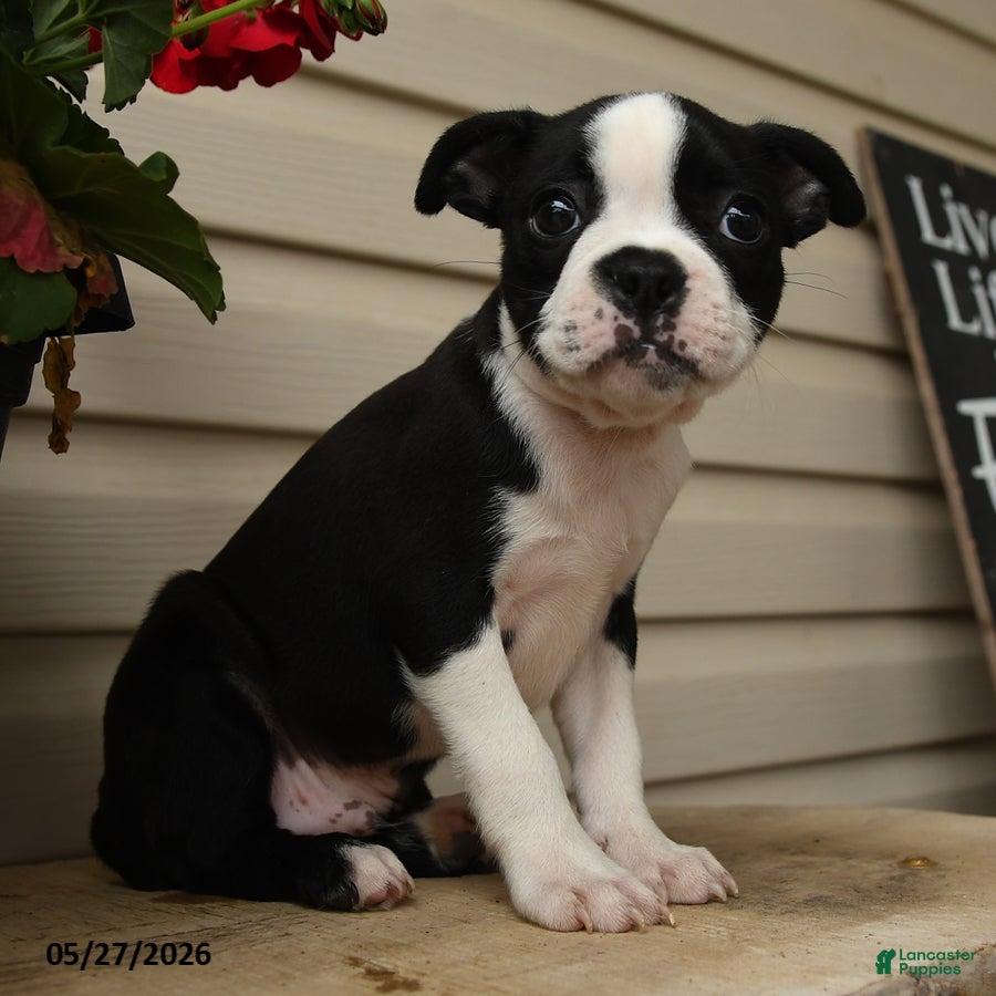 Boston Terrier dogs Dash - Ad 2