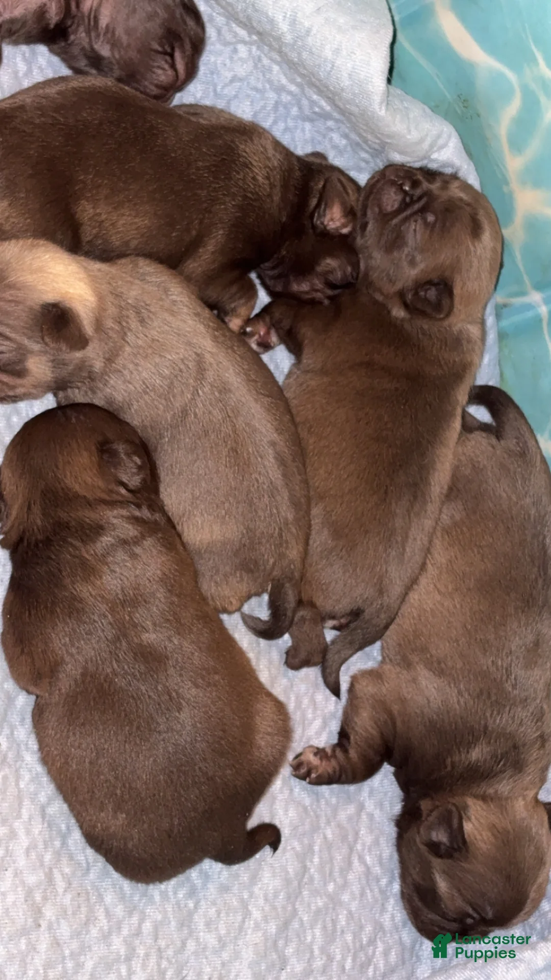 Pug dogs for sale: Truffle - Ad 5