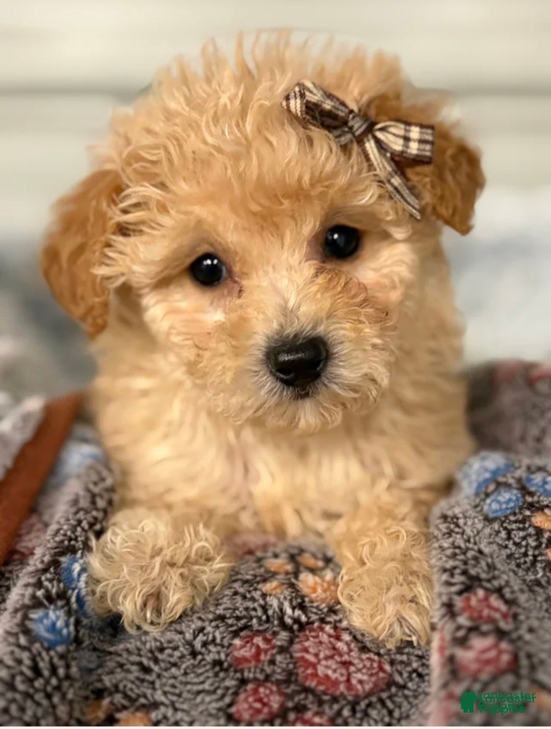 Bichpoo dogs for sale: Bella  - Ad 1