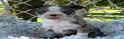 Boston Terrier dogs for sale: Mister - Ad 14
