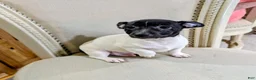 Teddy Roosevelt Terrier dogs for sale: LES - Ad 6