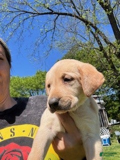 Labrador Retriever dogs White Collar Male - Ad 41