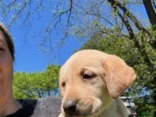 Labrador Retriever dogs White Collar Male - Ad 37