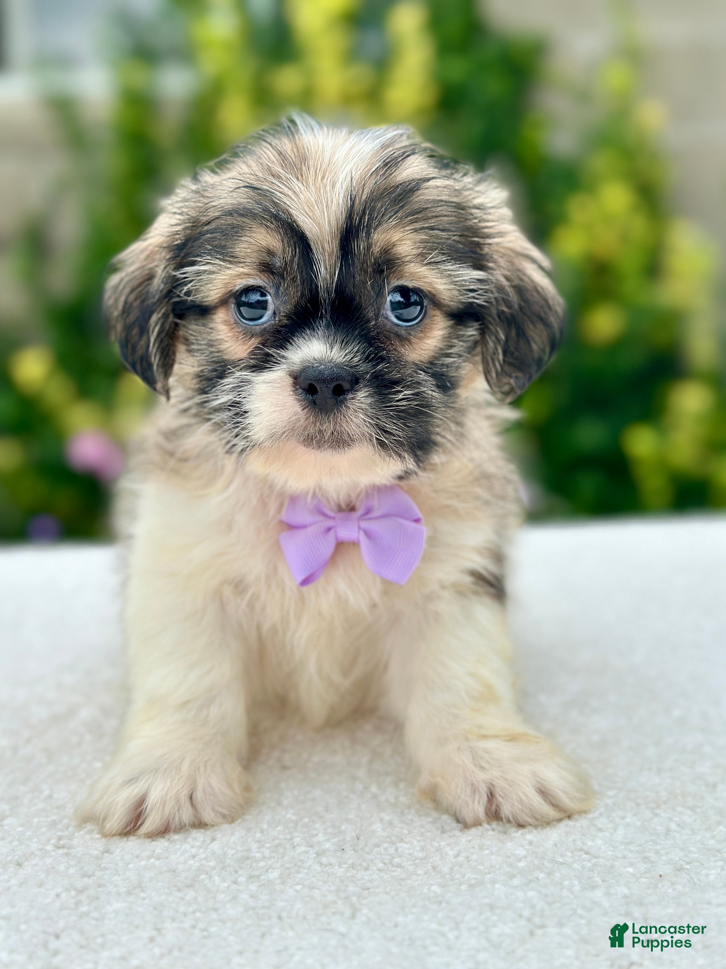Shih Tzu dogs Boy Rufus 0811 - Ad 1