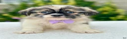 Shih Tzu dogs for sale: Boy Rufus 0811 - Ad 1