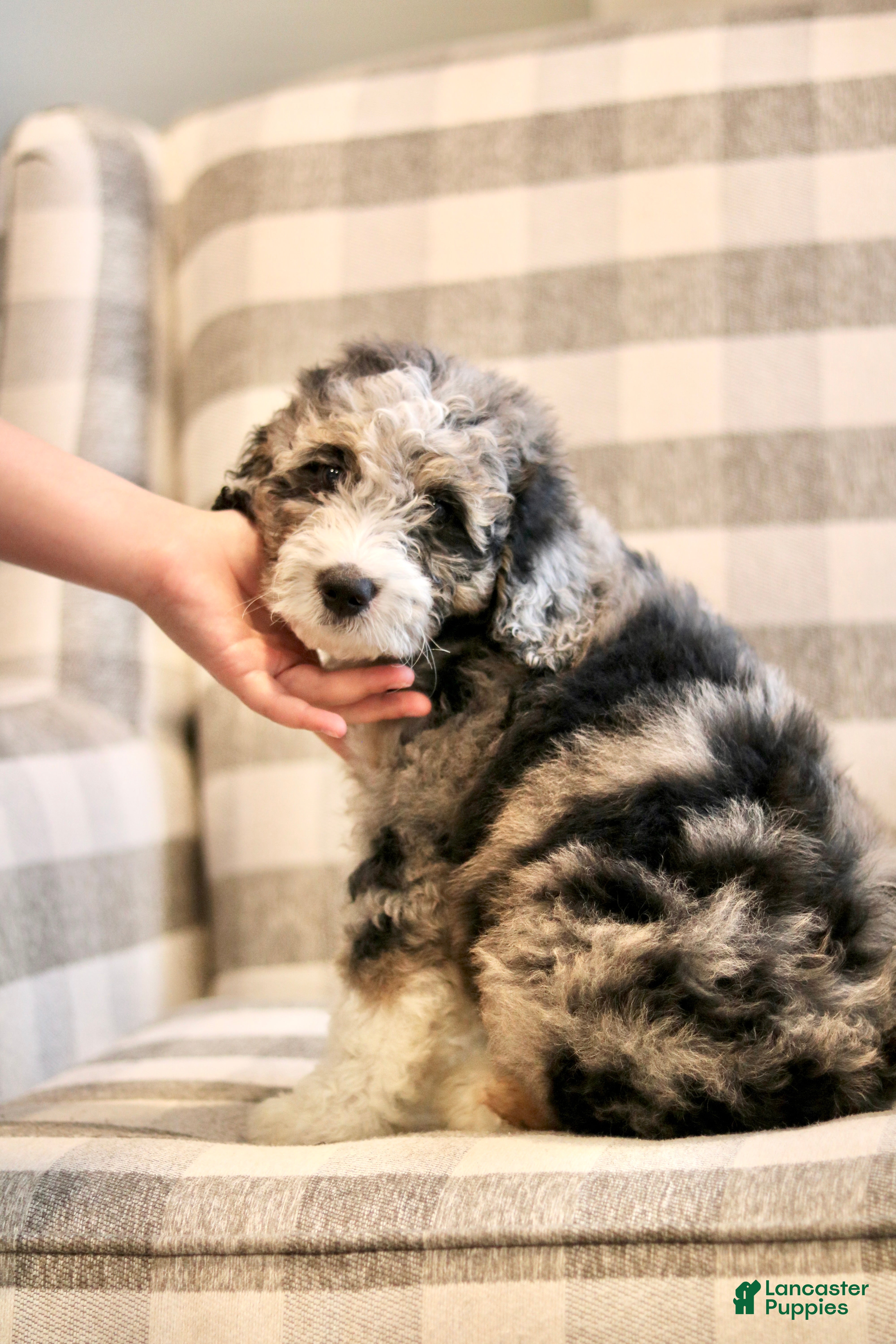 Mini Bernedoodle dogs Henry-F1b - Ad 2