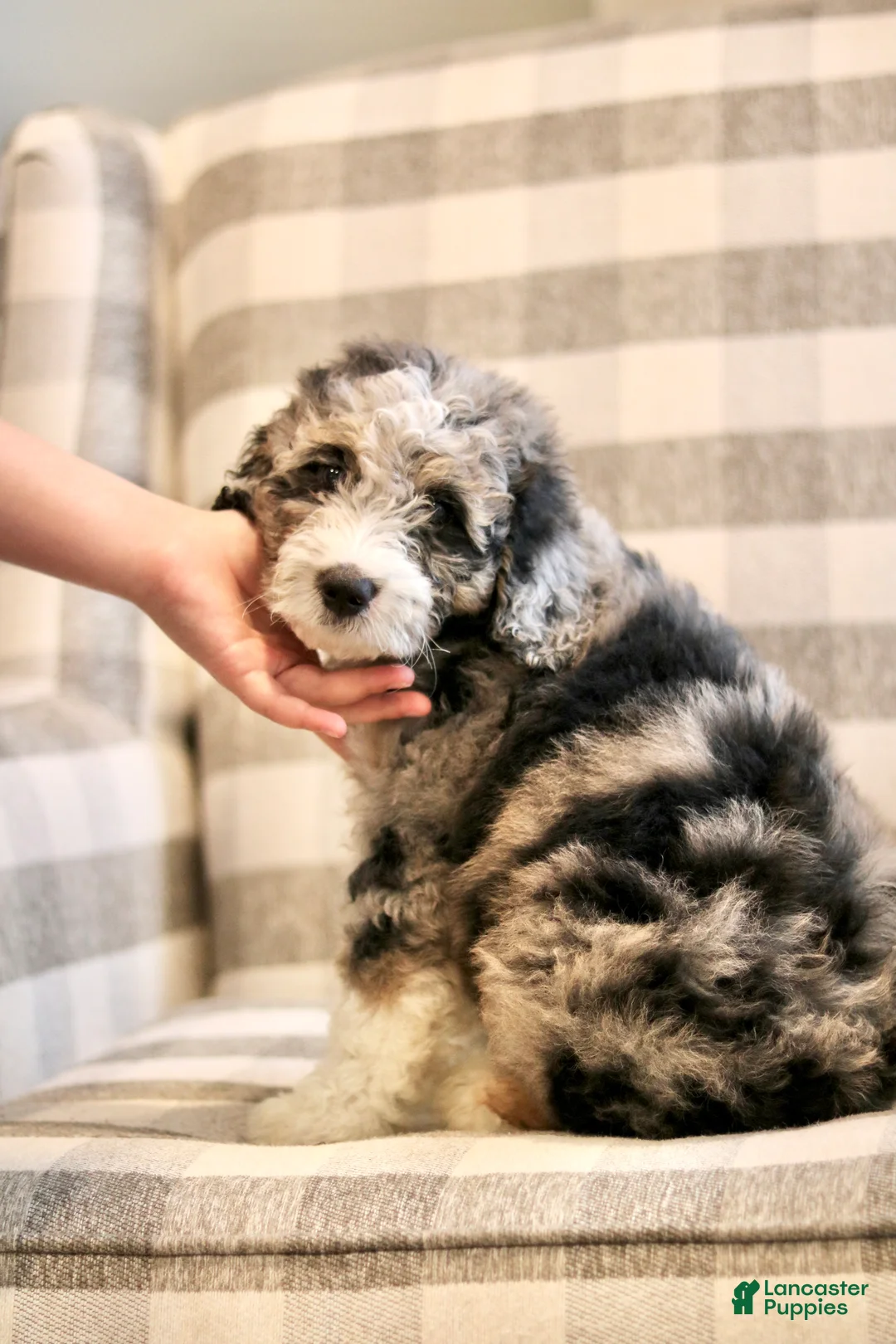 Mini Bernedoodle dogs for sale: Henry-F1b - Ad 2