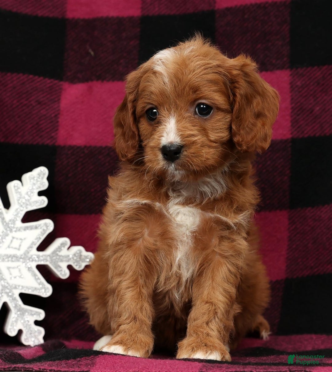 Cavapoo dogs for sale: Noel - Ad 3
