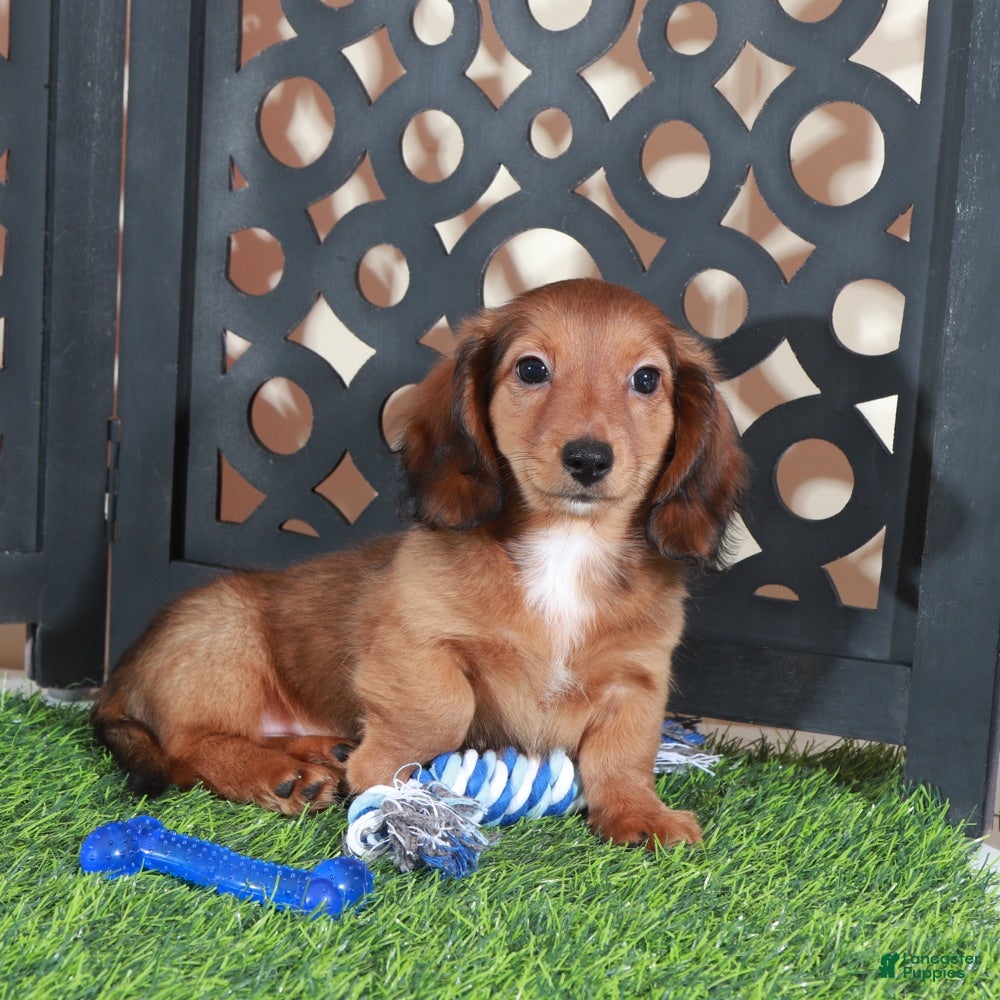 Miniature Dachshund dogs Flynn Precious Dachshund Puppy - Ad 1