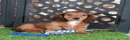 Miniature Dachshund dogs for sale: Flynn Precious Dachshund Puppy - Ad 1