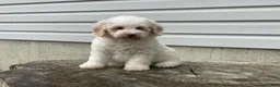 Miniature Poodle dogs for sale: Dazzler Miniature Poodle  - Ad 4